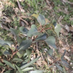 Brachychiton populneus subsp. populneus at Dunlop, ACT - 7 Apr 2020