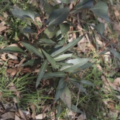 Brachychiton populneus subsp. populneus at Dunlop, ACT - 7 Apr 2020