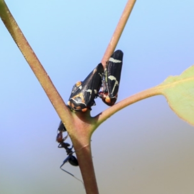 Eurymeloides pulchra (Gumtree hopper) at Hawker, ACT - 7 Apr 2020 by AlisonMilton