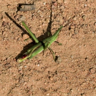 Acrida conica (Giant green slantface) at Dunlop, ACT - 7 Apr 2020 by AlisonMilton