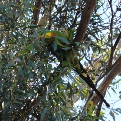 Polytelis swainsonii (Superb Parrot) at Deakin, ACT - 12 Apr 2020 by JackyF