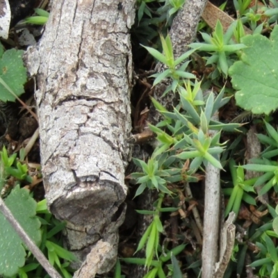 Hydrocotyle laxiflora (Stinking Pennywort) at Mount Majura - 13 Apr 2020 by Sarah2019