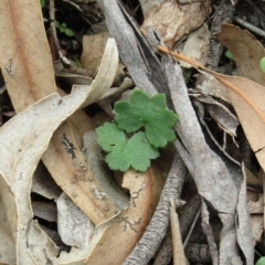 Hydrocotyle laxiflora at Hackett, ACT - 13 Apr 2020