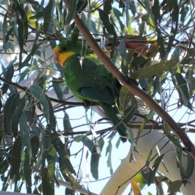 Polytelis swainsonii (Superb Parrot) at Hughes Grassy Woodland - 12 Apr 2020 by JackyF