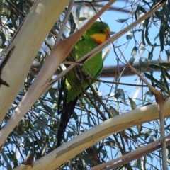 Polytelis swainsonii at Hughes, ACT - suppressed