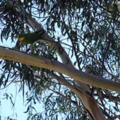 Polytelis swainsonii at Hughes, ACT - suppressed