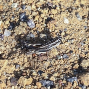 Macrotona australis at Hawker, ACT - 7 Apr 2020