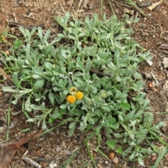 Chrysocephalum apiculatum (Common Everlasting) at Mount Majura - 13 Apr 2020 by Sarah2019