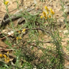 Chrysocephalum semipapposum (Clustered Everlasting) at Hackett, ACT - 13 Apr 2020 by Sarah2019