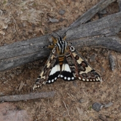 Apina callisto (Pasture Day Moth) at Red Hill to Yarralumla Creek - 13 Apr 2020 by JackyF