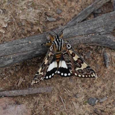 Apina callisto (Pasture Day Moth) at Red Hill to Yarralumla Creek - 13 Apr 2020 by JackyF