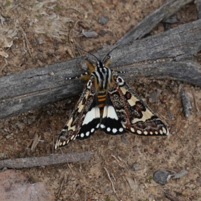 Apina callisto (Pasture Day Moth) at Deakin, ACT - 13 Apr 2020 by JackyF