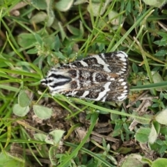 Apina callisto at Deakin, ACT - 13 Apr 2020