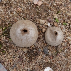 Bovista (A puffball) at Red Hill to Yarralumla Creek - 13 Apr 2020 by JackyF