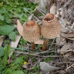 Chlorophyllum/Macrolepiota sp. (genus) at Deakin, ACT - 13 Apr 2020 by JackyF