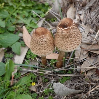 Chlorophyllum/Macrolepiota sp. (genus) at Hughes Grassy Woodland - 13 Apr 2020 by JackyF