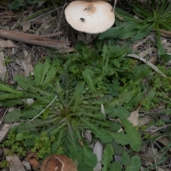 Chlorophyllum/Macrolepiota sp. (genus) at Deakin, ACT - 13 Apr 2020 01:27 PM