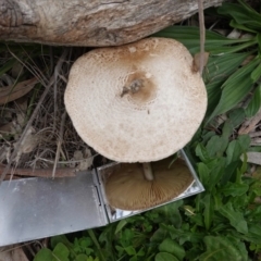 Chlorophyllum/Macrolepiota sp. (genus) at Deakin, ACT - 13 Apr 2020 01:27 PM