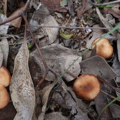 Unidentified Fungus at Red Hill to Yarralumla Creek - 13 Apr 2020 by JackyF