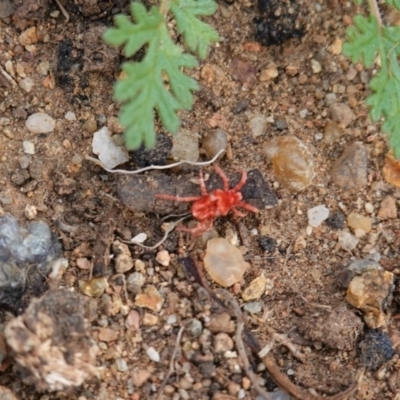 Trombidiidae (family) (Red velvet mite) at Hughes Grassy Woodland - 13 Apr 2020 by JackyF