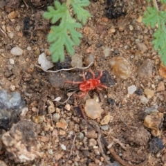 Trombidiidae sp. (family) (Red velvet mite) at Hughes, ACT - 13 Apr 2020 by JackyF