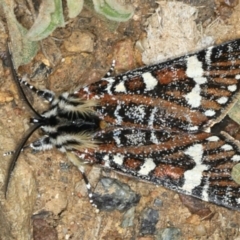 Apina callisto (Pasture Day Moth) at Ainslie, ACT - 13 Apr 2020 by jb2602