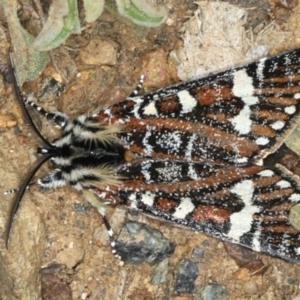 Apina callisto at Ainslie, ACT - 13 Apr 2020