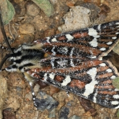 Apina callisto at Ainslie, ACT - 13 Apr 2020