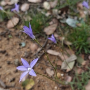 Wahlenbergia sp. at Deakin, ACT - 13 Apr 2020