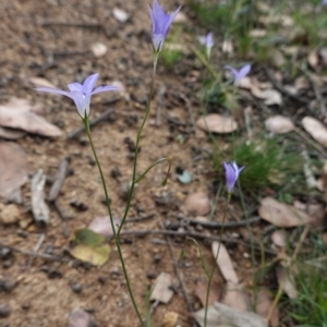 Wahlenbergia sp. at Deakin, ACT - 13 Apr 2020 01:38 PM