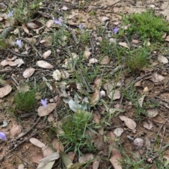 Wahlenbergia sp. at Deakin, ACT - 13 Apr 2020