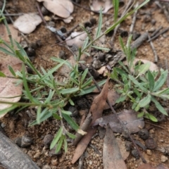 Wahlenbergia sp. at Deakin, ACT - 13 Apr 2020