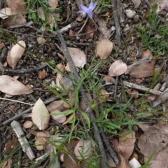 Wahlenbergia sp. at Deakin, ACT - 13 Apr 2020 01:38 PM