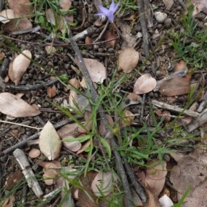 Wahlenbergia sp. at Deakin, ACT - 13 Apr 2020 01:38 PM