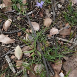 Wahlenbergia sp. at Deakin, ACT - 13 Apr 2020