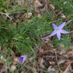 Wahlenbergia sp. (Bluebell) at Deakin, ACT - 13 Apr 2020 by JackyF