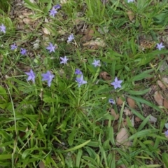 Wahlenbergia sp. at Deakin, ACT - 13 Apr 2020