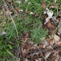 Wahlenbergia sp. at Deakin, ACT - 13 Apr 2020