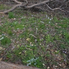 Wahlenbergia sp. at Deakin, ACT - 13 Apr 2020