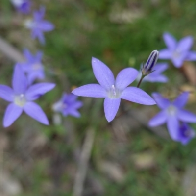 Wahlenbergia sp. (Bluebell) at Deakin, ACT - 13 Apr 2020 by JackyF
