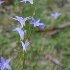 Wahlenbergia sp. at Deakin, ACT - 13 Apr 2020