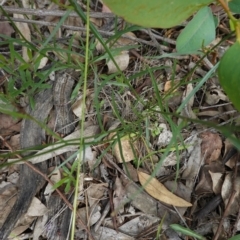 Wahlenbergia sp. at Deakin, ACT - 13 Apr 2020 01:45 PM