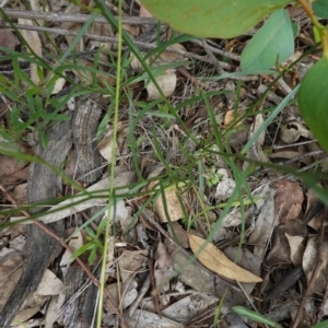 Wahlenbergia sp. at Deakin, ACT - 13 Apr 2020