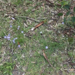 Wahlenbergia sp. at Deakin, ACT - 13 Apr 2020 01:45 PM