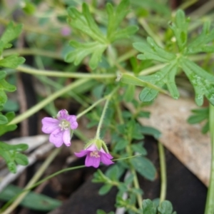 Geranium solanderi var. solanderi at Hughes, ACT - 11 Apr 2020