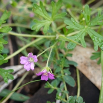 Geranium solanderi var. solanderi (Native Geranium) at Red Hill Nature Reserve - 11 Apr 2020 by JackyF