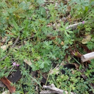 Geranium solanderi var. solanderi at Hughes, ACT - 11 Apr 2020