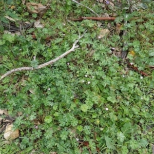 Geranium solanderi var. solanderi at Hughes, ACT - 11 Apr 2020