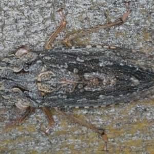 Stenocotis depressa at Ainslie, ACT - 13 Apr 2020