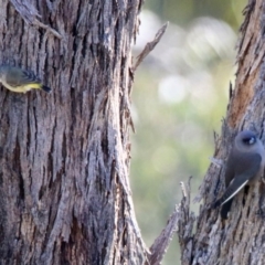 Acanthiza chrysorrhoa (Yellow-rumped Thornbill) at Mount Ainslie - 12 Apr 2020 by RodDeb